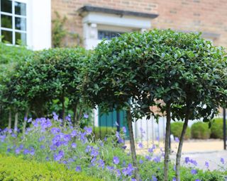 Very small front garden ideas featuring different levels of planting, with taller topiary and lower blue flowers.
