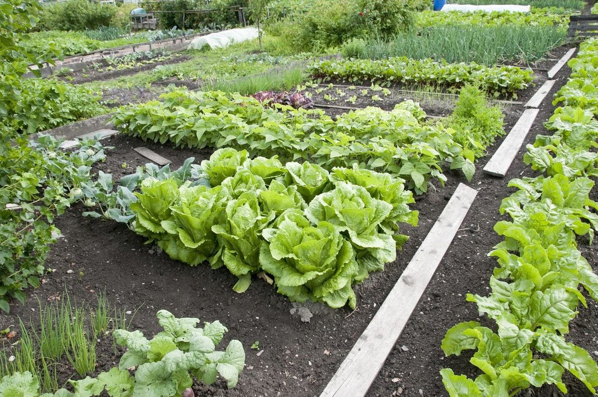 Vegetable Planting Guide For Zone 8 - Tips On Growing Vegetables In ...