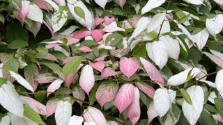 Variegated Kiwi Vine