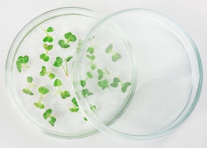 Producing Plants in Agar