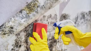 Someone cleaning mold from a surface with a red sponge and cleaner to demonstrate how to get rid of mold