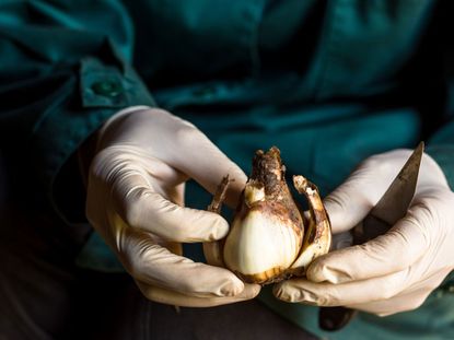 Gardener Cleaning A Flower Bulb