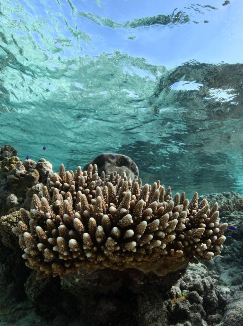 Coral of Back reef of Ofu in American Samoa