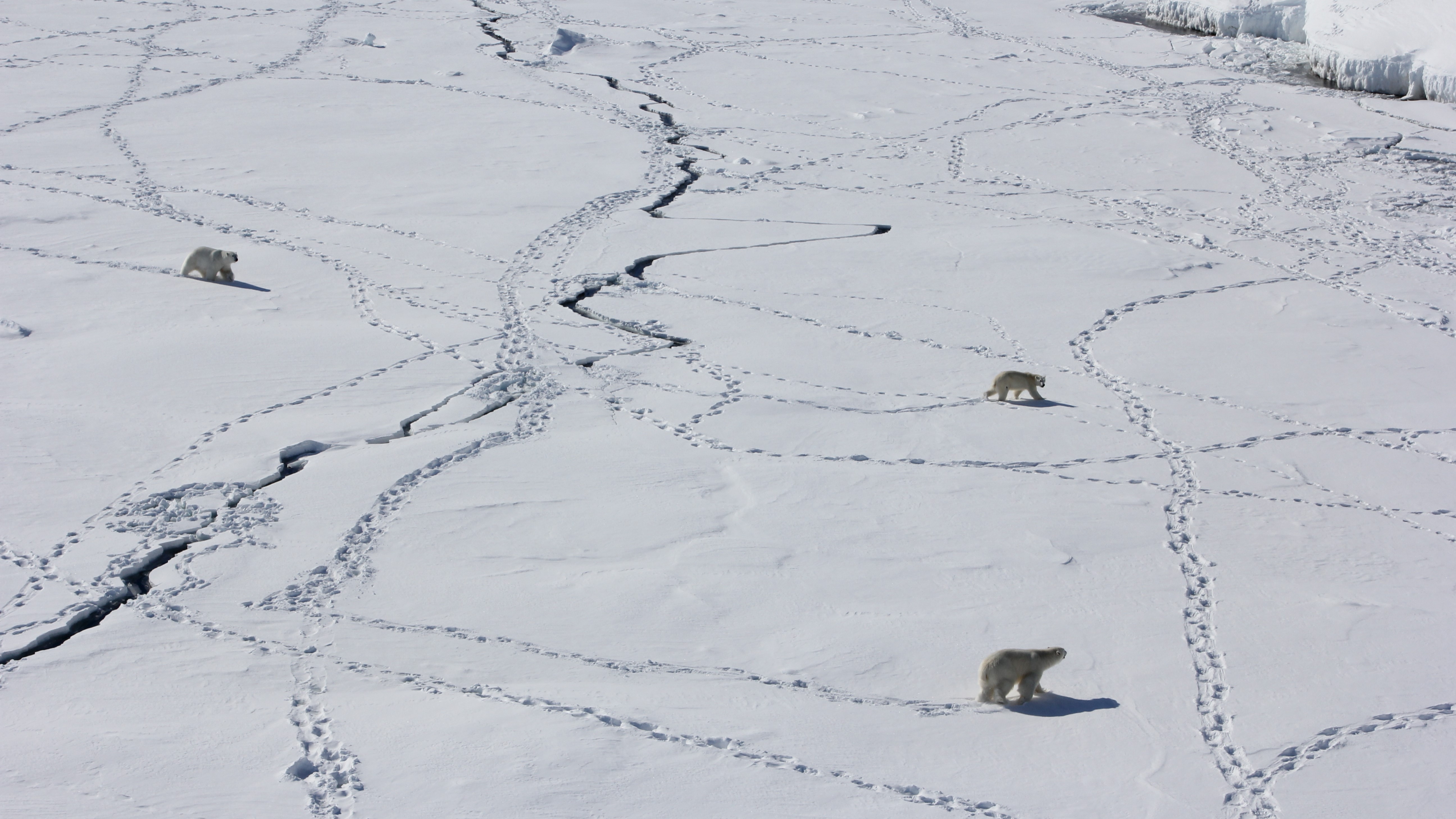 Three polar bears walking across the ice in eastern Greenland. Bear tracks criss-cross the ice.