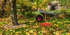 An autumn garden with leaves on the lawn to support sowing grass seed in autumn