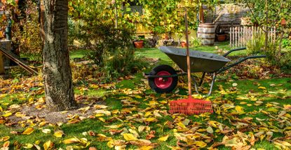 An autumn garden with leaves on the lawn to support sowing grass seed in autumn