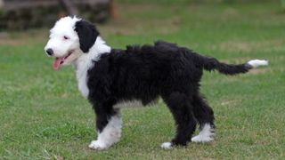 sheepadoodle puppy