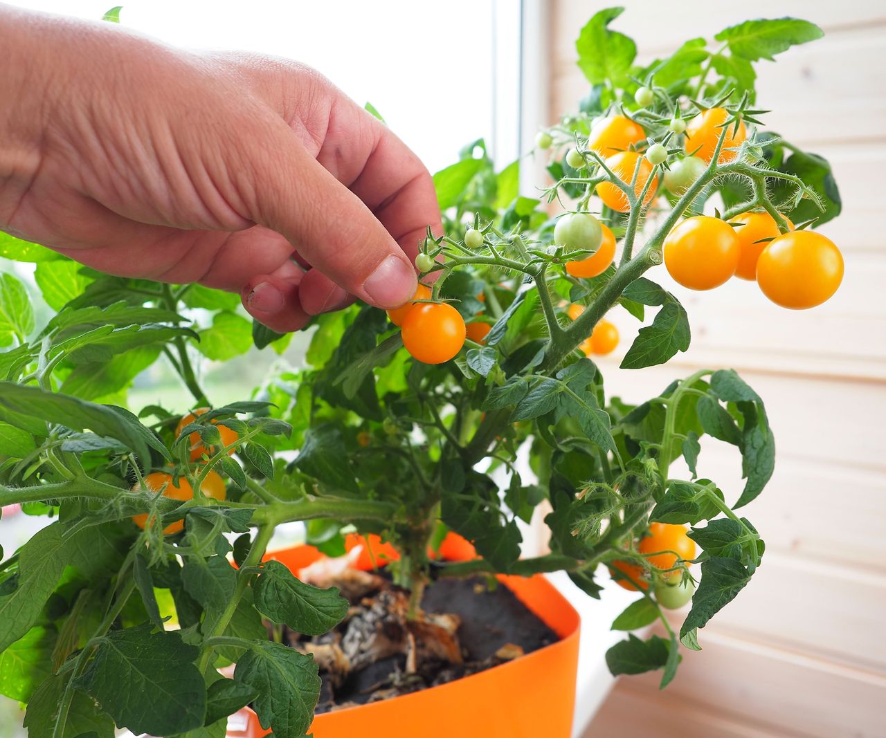 tomato plant indoors