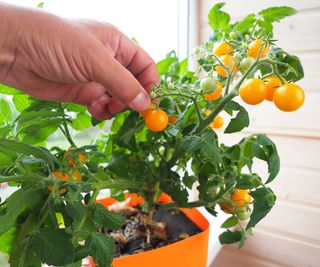 tomato plant indoors developing cherry tomato fruits