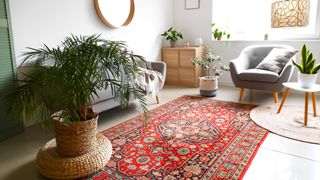 Houseplants in bright living room