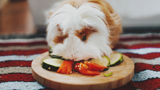 Guinea pig eating