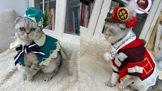 Genshin Impact cat cosplay
