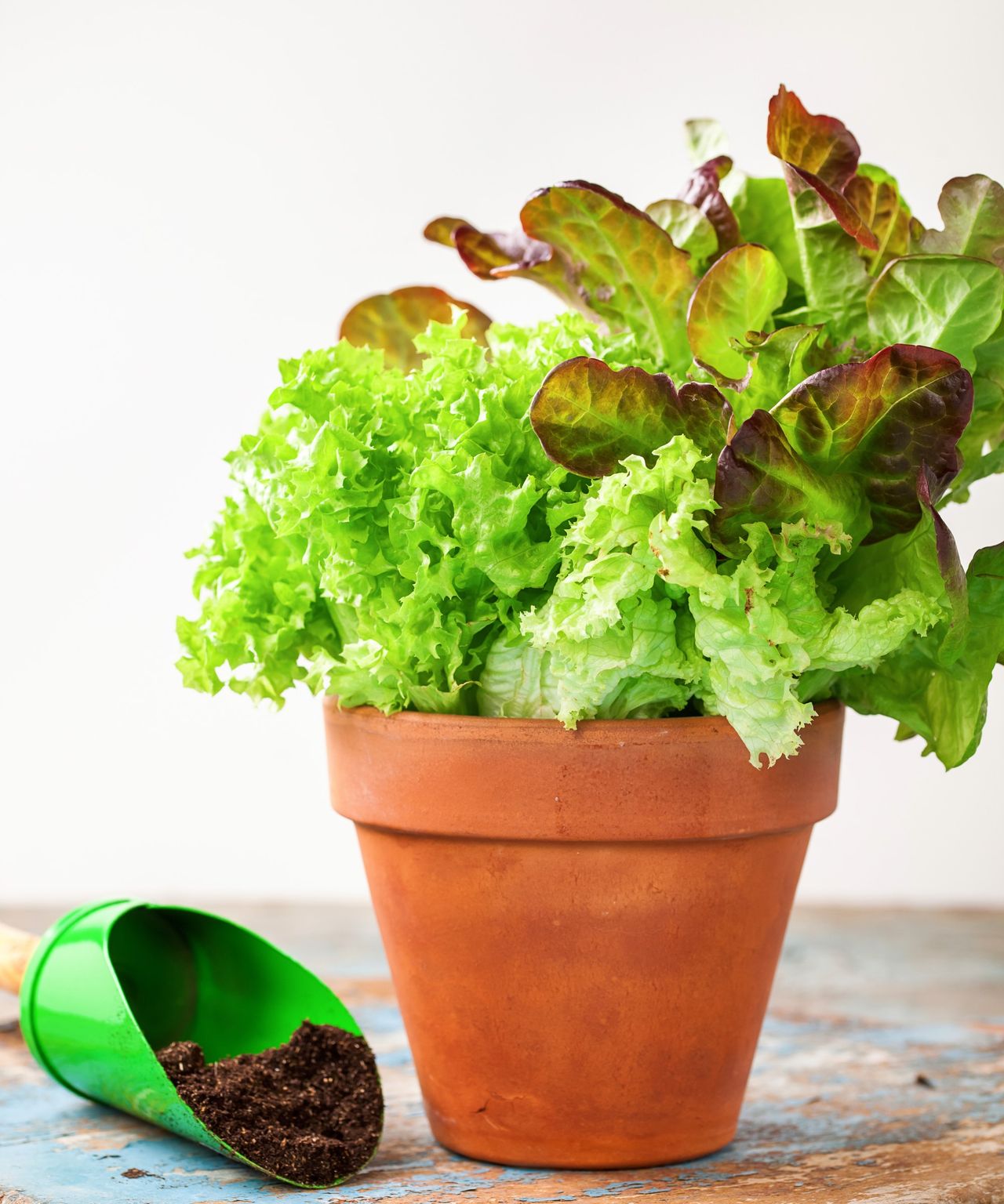 How to grow lettuce indoors tips for windowsill crops Homes & Gardens