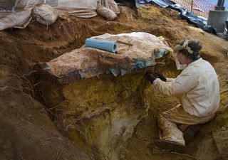 The dinosaur footprints were encased in a field jacket, which is much like a cast that a doctor would place on a broken arm or leg. This field jacket consisted of many layers of burlap soaked in plaster, with metal pipes added to act like splints for additional support.