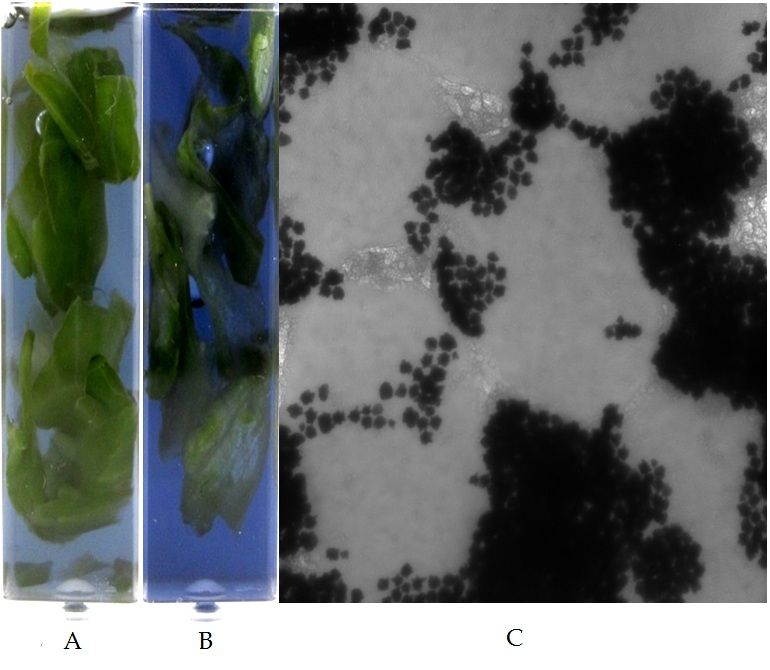 Salmonella detecting nanoparticles