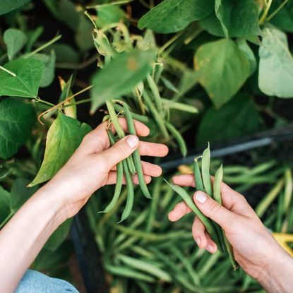 Hands harvesting green beans