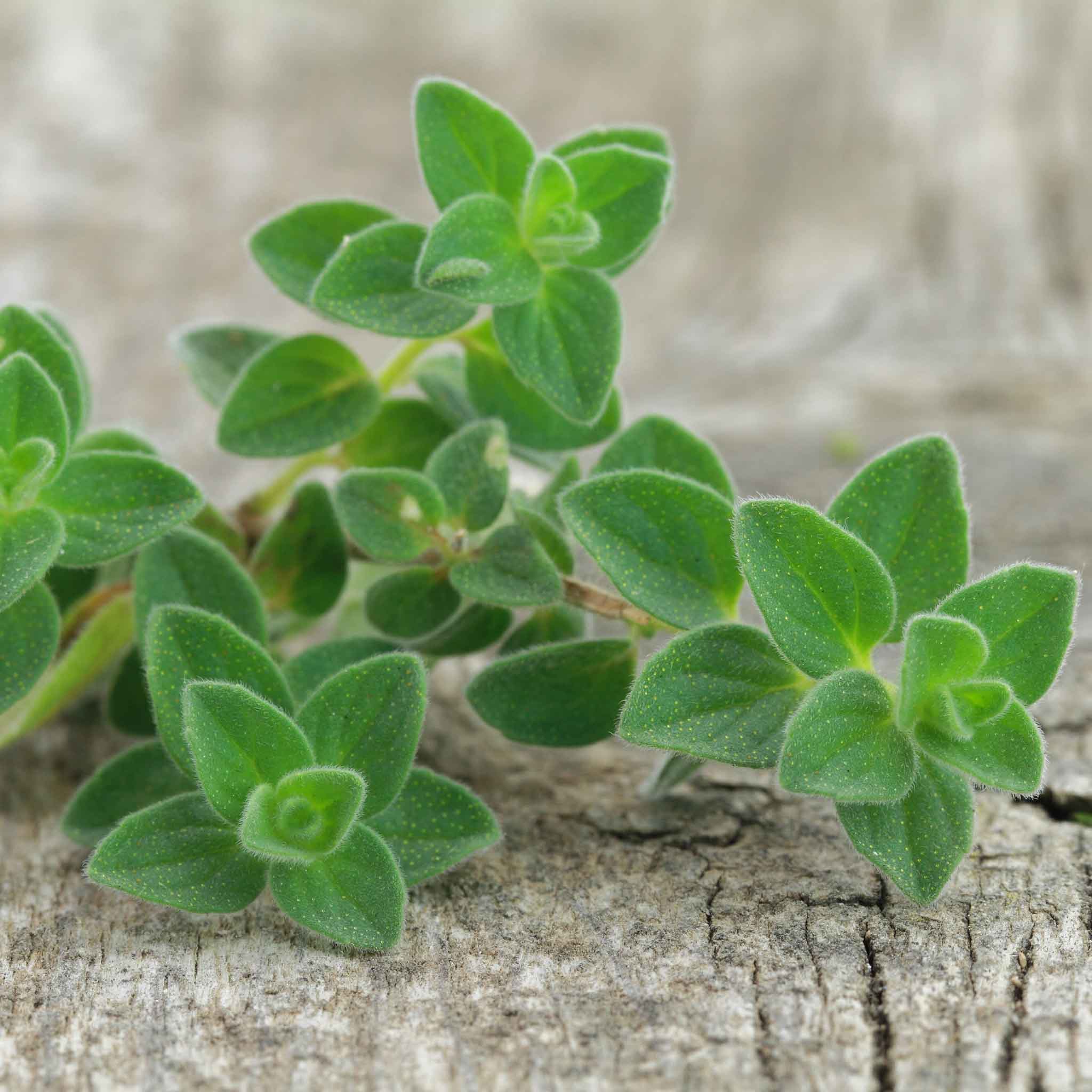 Oregano Seeds - Greek