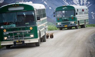 Buses and bears in Denali
