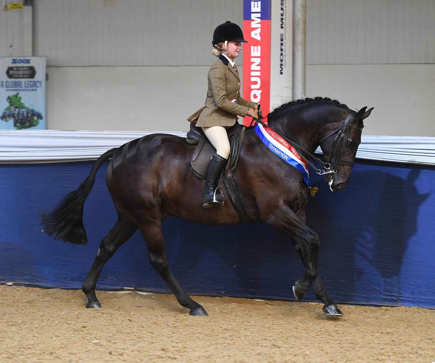 BSPS Champs. 27.08.22Show Hunter Champs. No. 818 Merrycorner Mister Bui