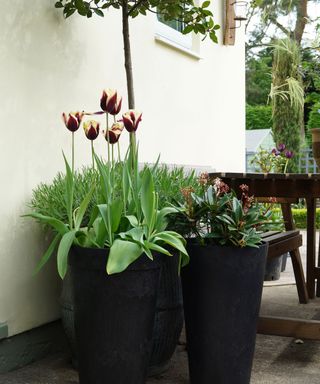 spring container ideas planters with tulips