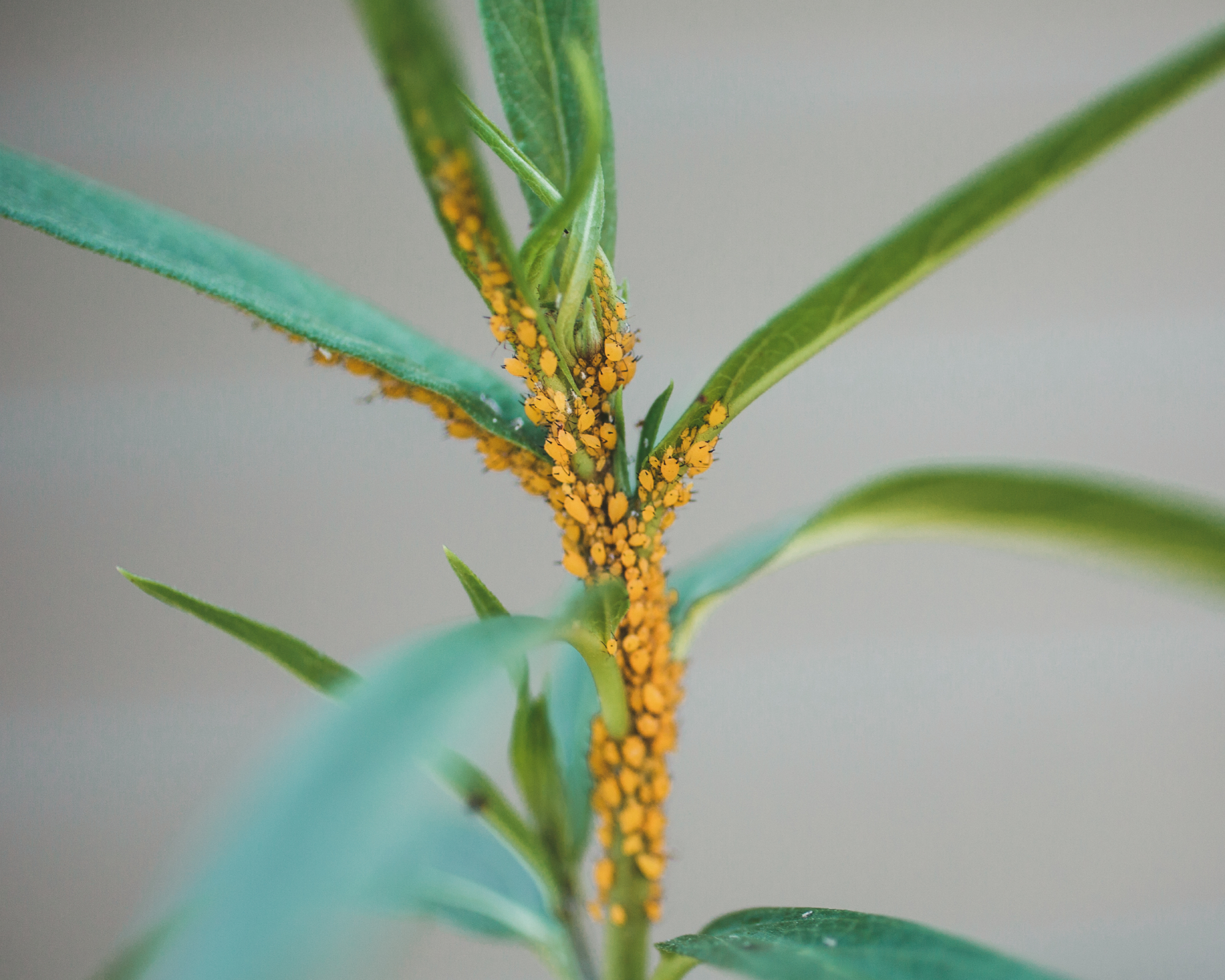 Orange aphids on milkweed