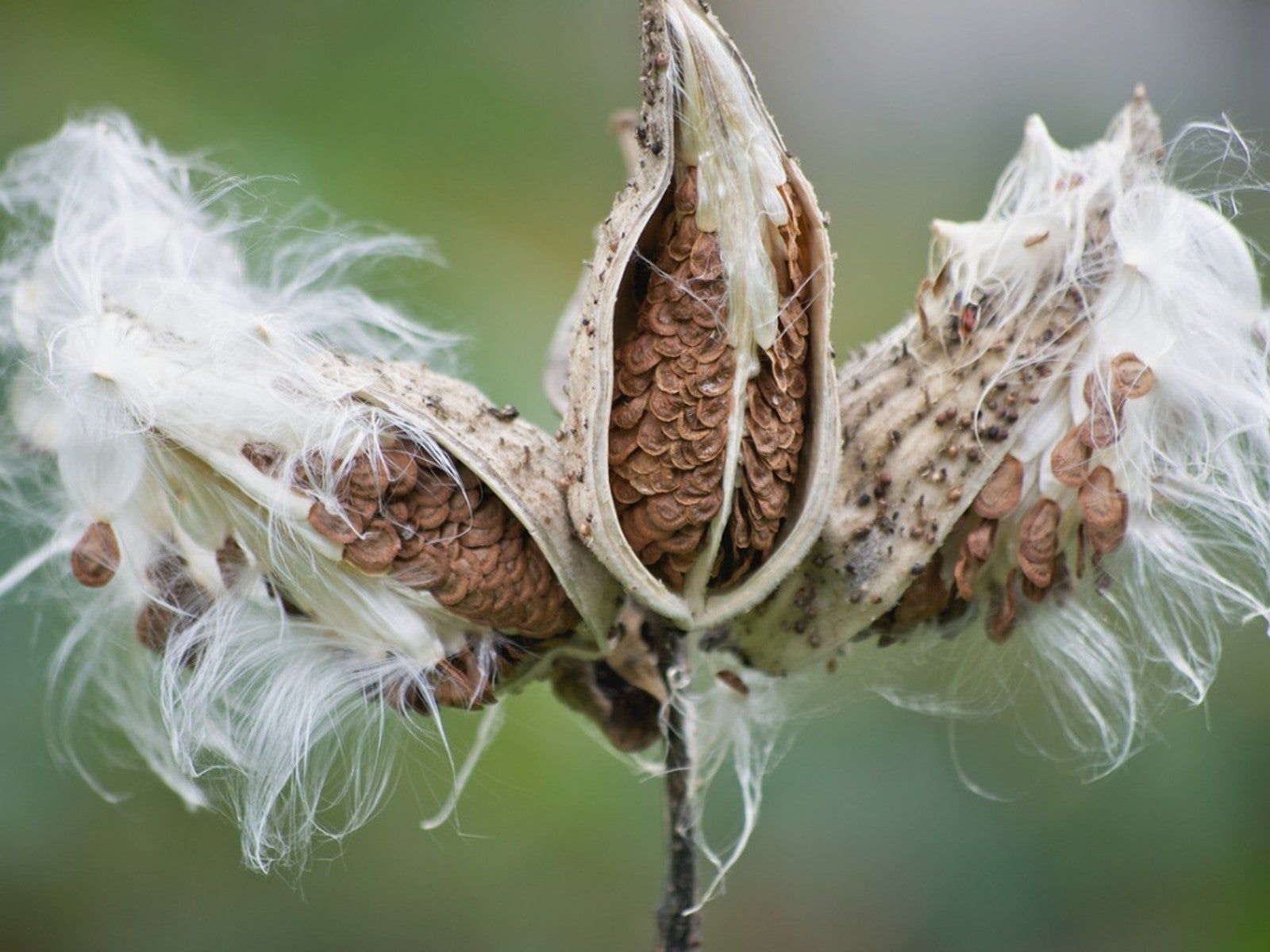 Overwintering Milkweed Plants - Learn About Winter Care Of Milkweed |  Gardening Know How