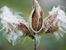 Three milkweed seed pods that have broken open and are beginning to spread seeds