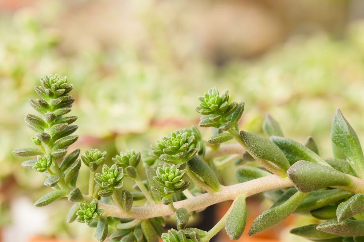 Succulent Pruning Info - What To Do If Succulents Grow Too Tall | Gardening  Know How