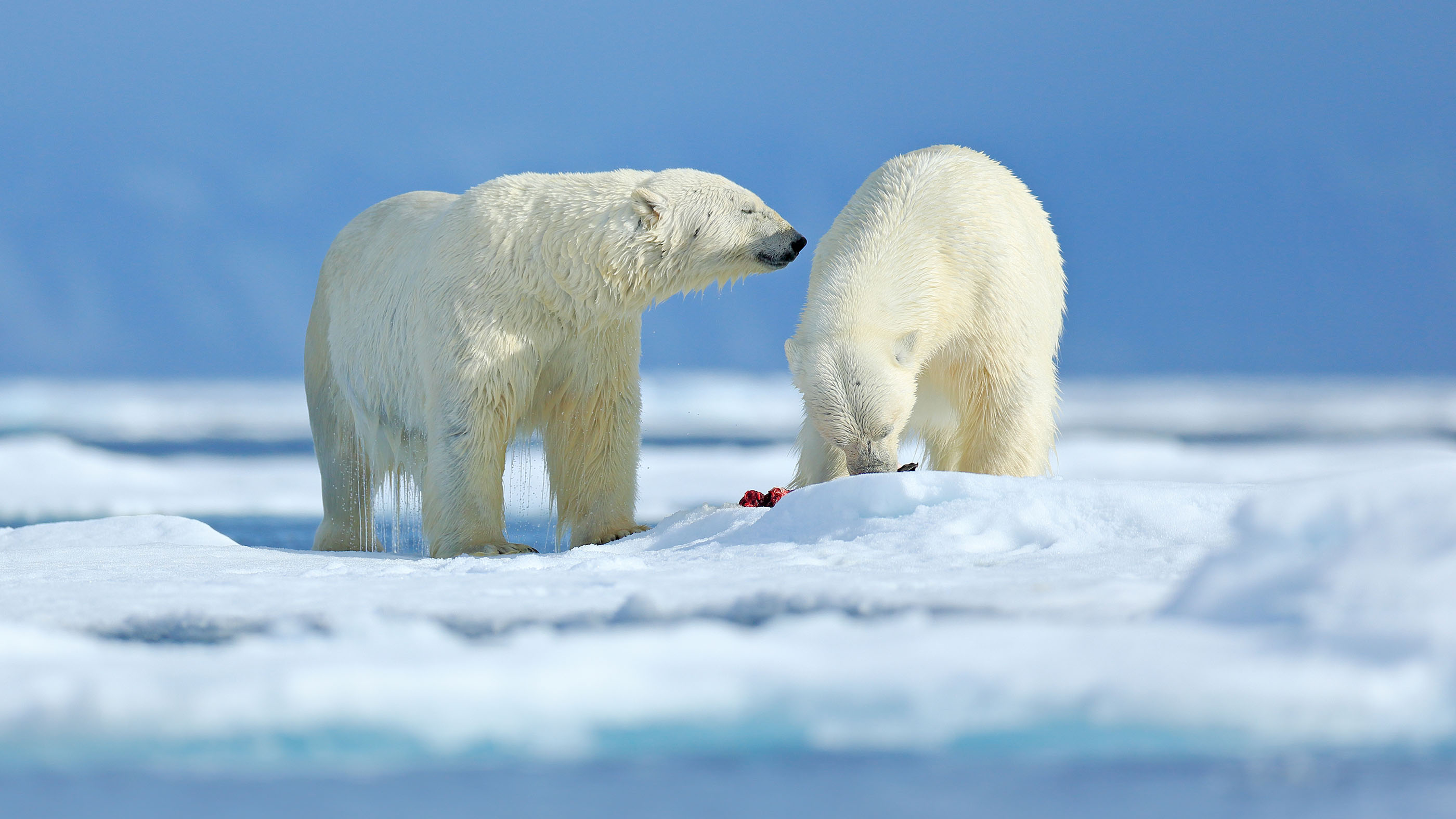 Two polar bears in Novaya Zemlya archipelago.