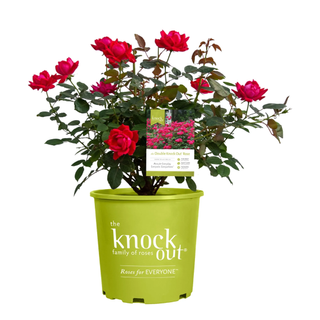 The Knock Out® Family of Roses 'The Red Double Knock Out® Rose' 