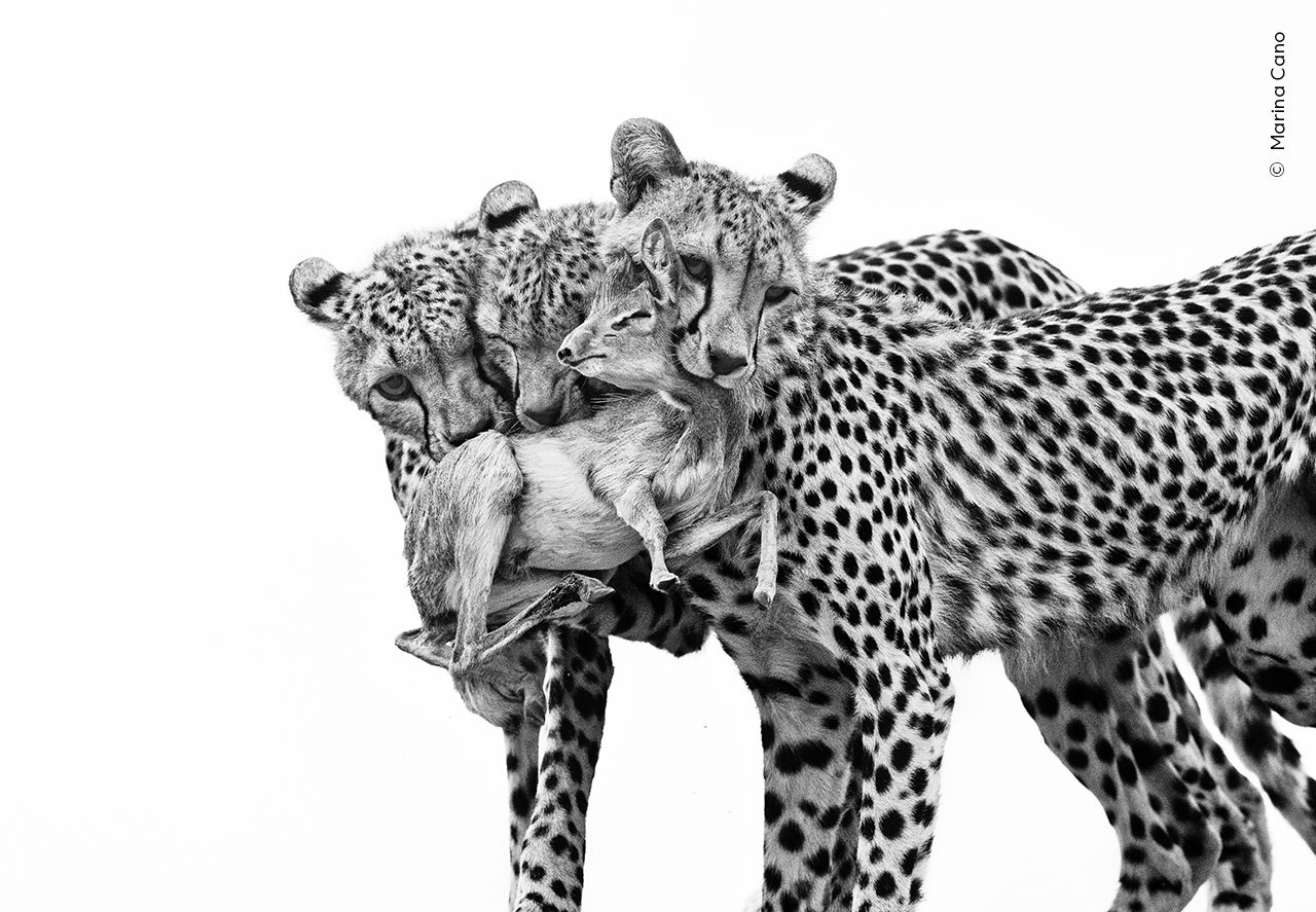 Two leopards are seen in black and white, one holding a prey in its mouth, with a soft focus on their spotted fur