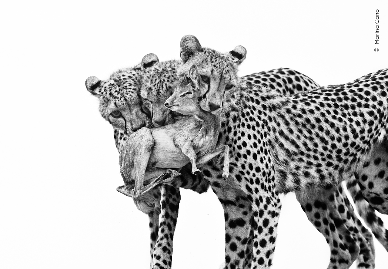 Two leopards are seen in black and white, one holding a prey in its mouth, with a soft focus on their spotted fur