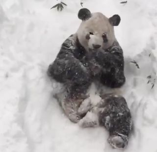The National Zoo's male giant panda, Tian Tian, plays in the snow on Jan. 23, 2016.