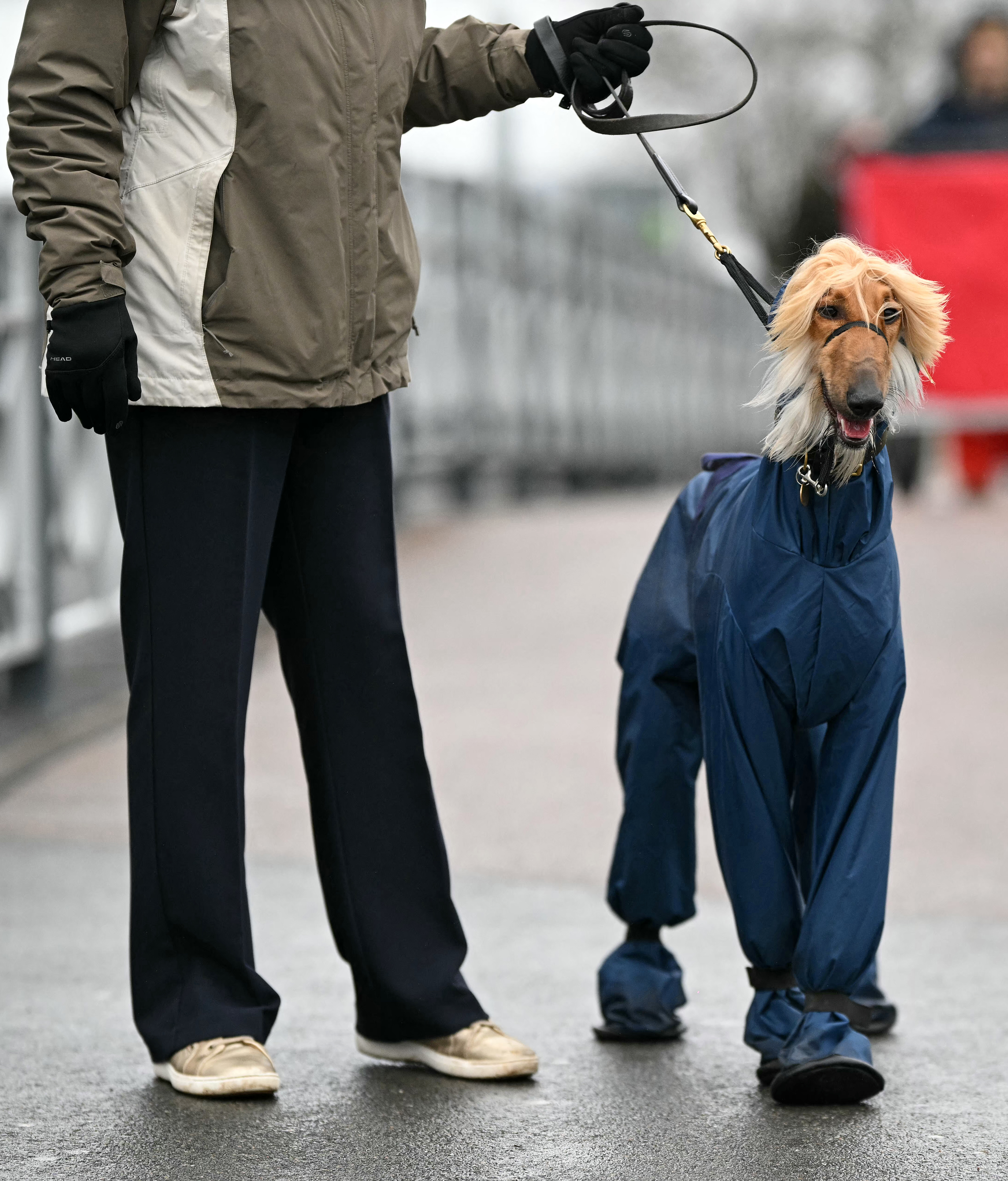 Afghan hounds wearing coats arriving at Crufts 