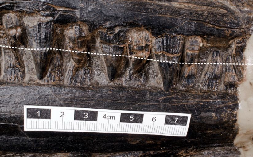 The ichthyosaur's robust teeth. The white line suggests the location of its gum line on the upper jaw.