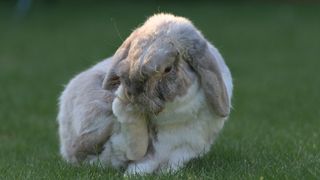 Rabbit grooming back foot