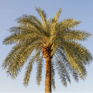 sylvester palm tree