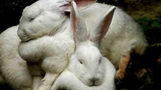Do rabbits hibernate - two rabbits sleeping