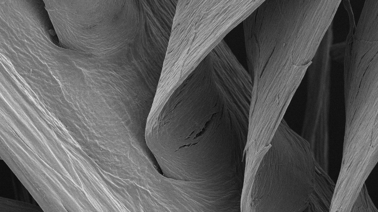 The stem of a starling feather seen under the microscope.