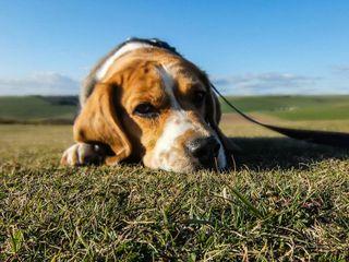 Picture: https://www.pexels.com/photo/animal-dog-pet-sad-7289/