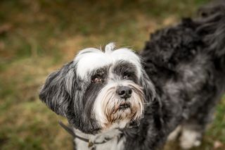 Jonnie Hearn and his Tibetan Terrier Skye