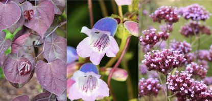 purple plants and flowers for border planting scheme