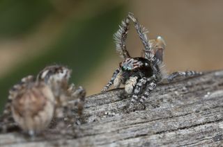 new species of peacock spider, Maratus vespa