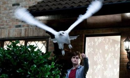 Author J.K. Rowling gave her hero, Harry Potter, a Snowy Owl because she considers it "the most beautiful" of all owls.