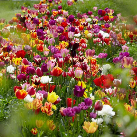 Many colorful tulips