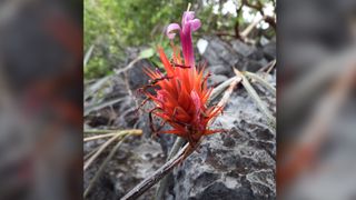 A flower found on a limestone cliff in Brazil was named Acanthostachys calcicola, which means "growing on limestone."