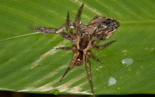 A wandering spider in the Ctenidae family preys on the tropical frog Leptodactylus didymus.