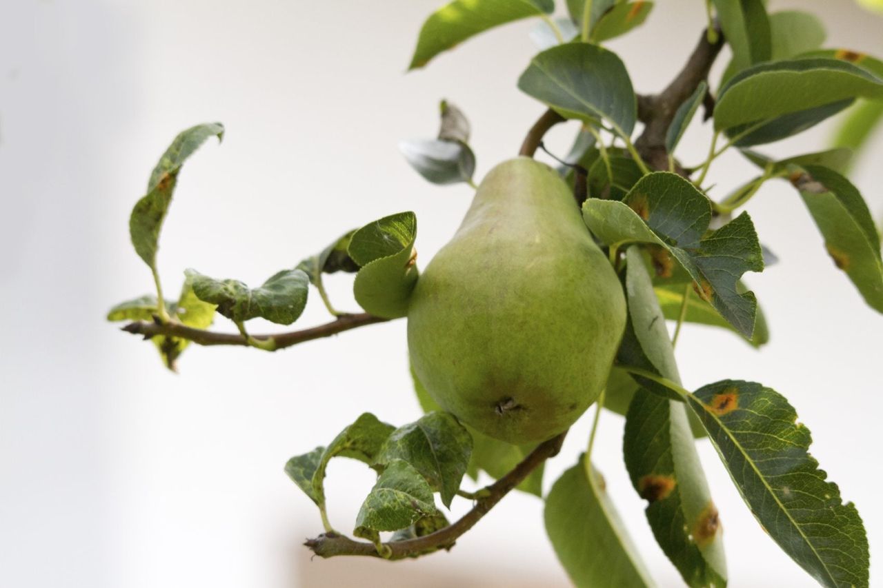 Curling Leaves On A Pear Tree