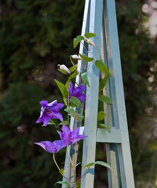 Clematis 'The President' growing up wooden obelisk
