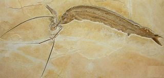 A fossilized hunting scene showing an ancient armored fish taking down a pterosaur, likely by snagging the low-flying reptile by the wing and pulling it under water.